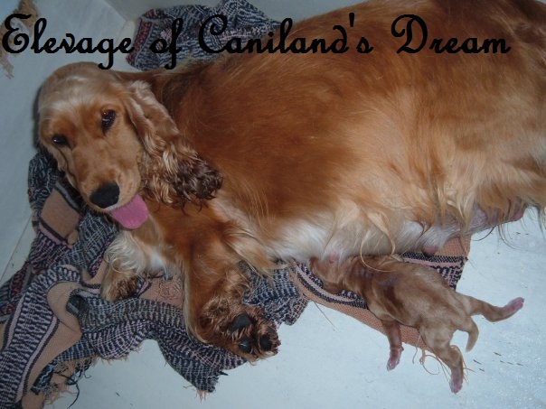 Charlotte of caniland's dream