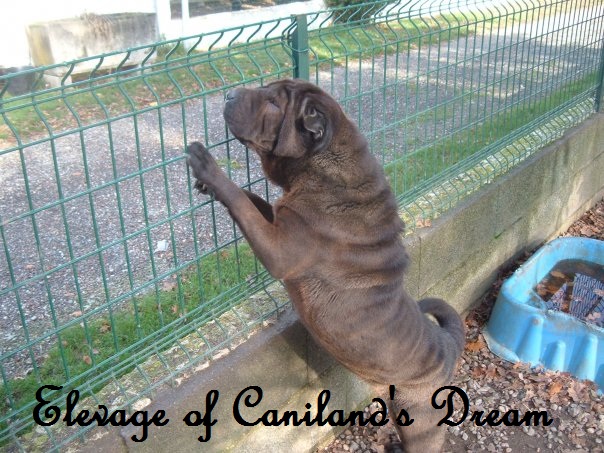 Coxie of caniland's dream