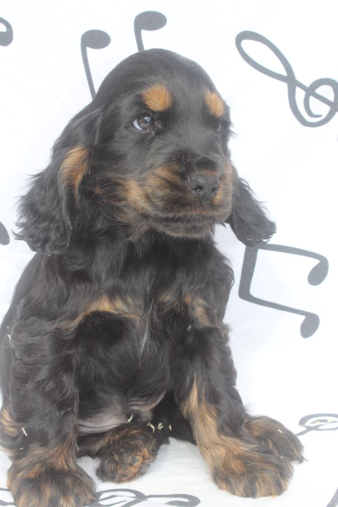 of caniland's dream - Chiot disponible  - Cocker Spaniel Anglais