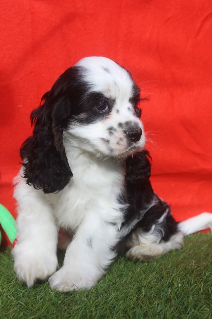 of caniland's dream - Chiot disponible  - American Cocker Spaniel