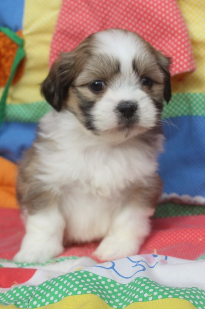 of caniland's dream - Chiot disponible  - Lhassa Apso