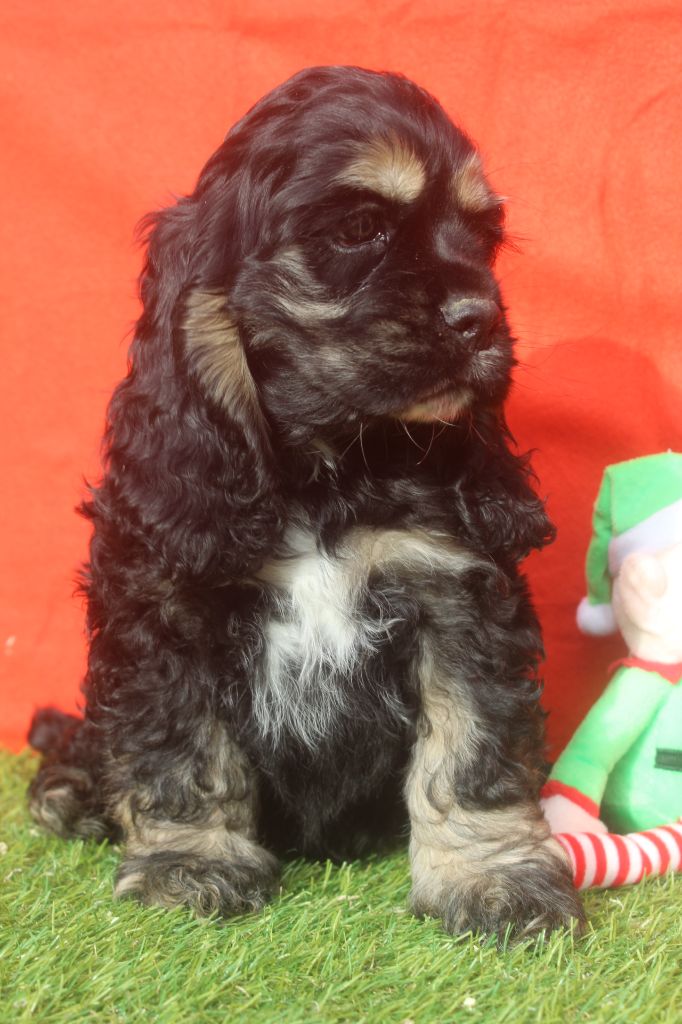 of caniland's dream - Chiot disponible  - American Cocker Spaniel