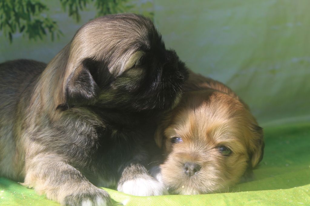 chiot Lhassa Apso of caniland's dream