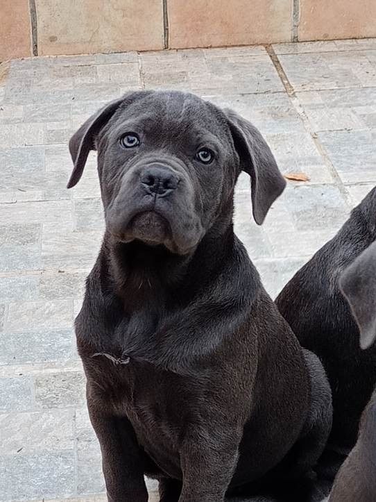 of caniland's dream - Chiot disponible  - Cane Corso