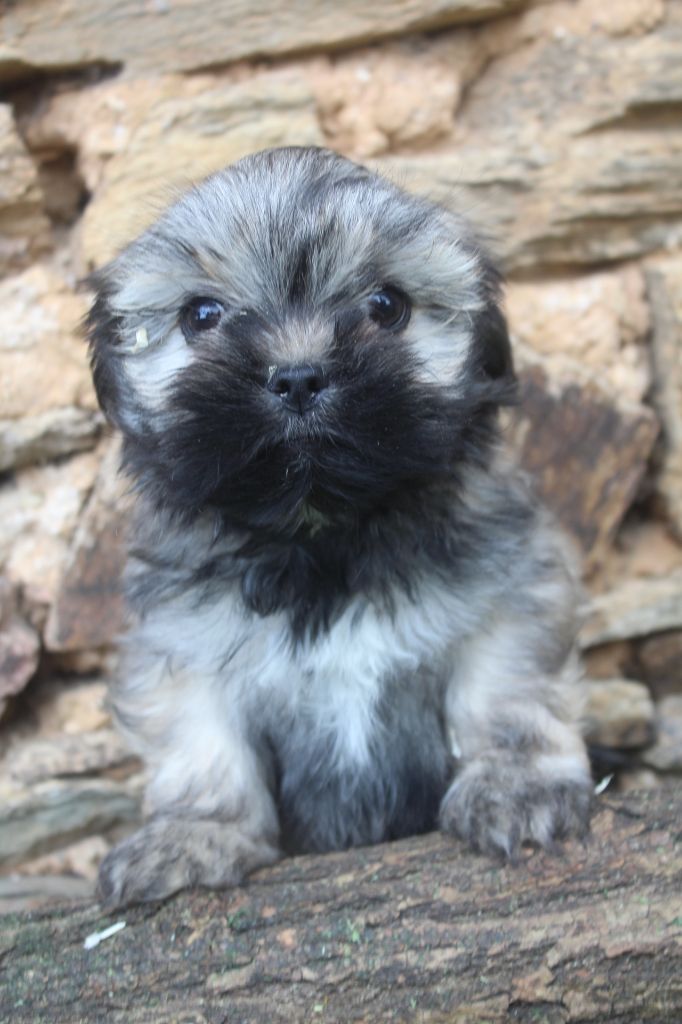 of caniland's dream - Chiot disponible  - Lhassa Apso