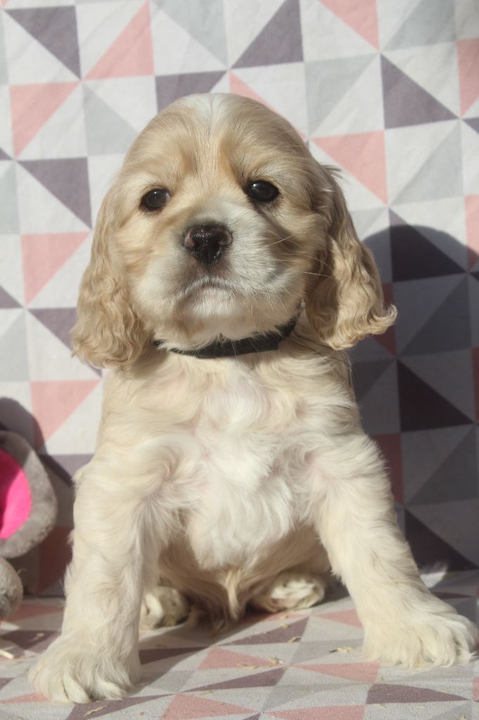 of caniland's dream - Chiot disponible  - American Cocker Spaniel