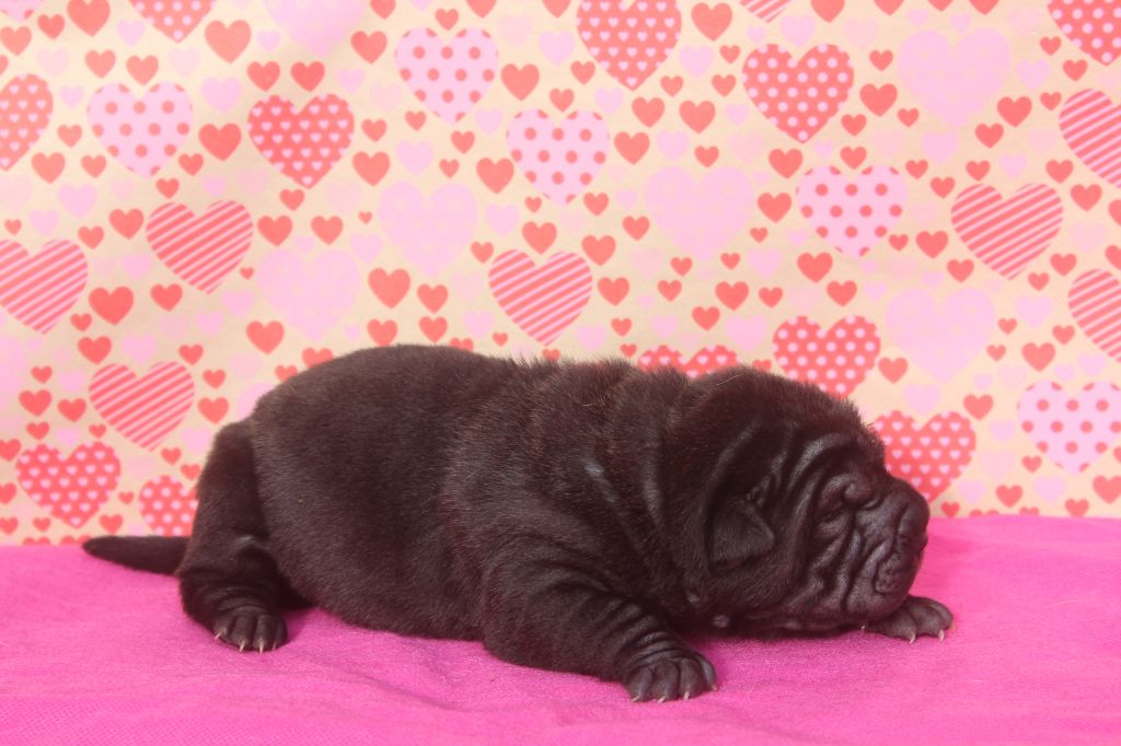 of caniland's dream - Chiot disponible  - Shar Pei