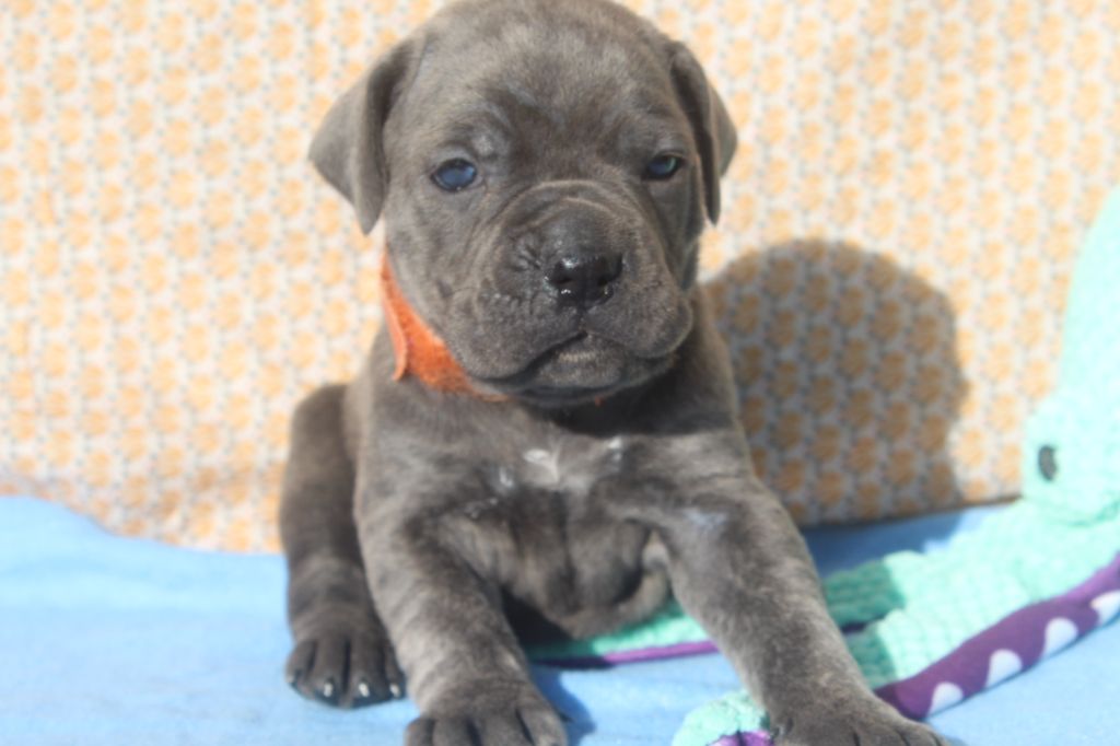 of caniland's dream - Chiot disponible  - Cane Corso