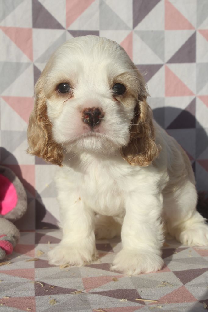 of caniland's dream - Chiot disponible  - American Cocker Spaniel