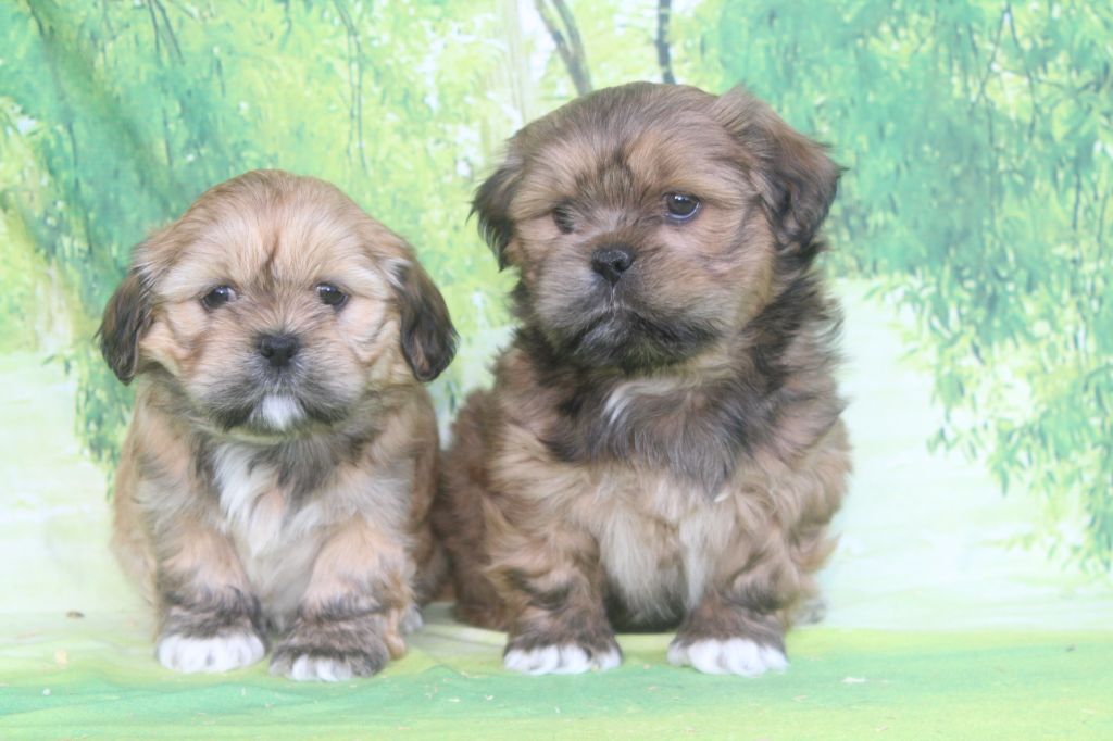 chiot Lhassa Apso of caniland's dream