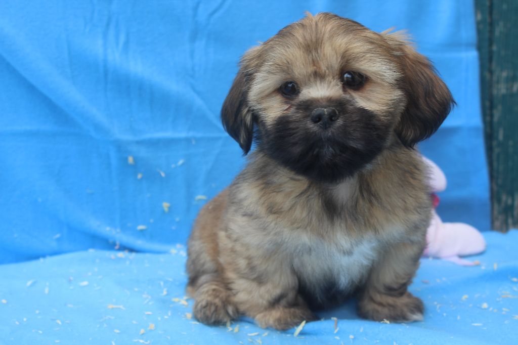 of caniland's dream - Chiot disponible  - Lhassa Apso