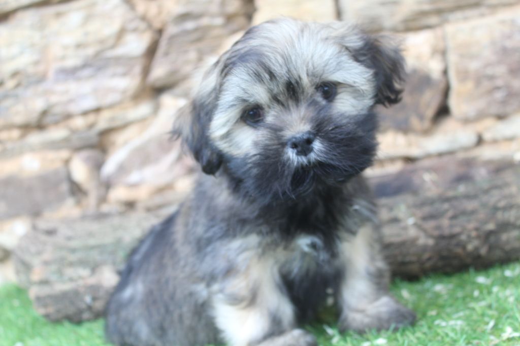 of caniland's dream - Chiot disponible  - Lhassa Apso