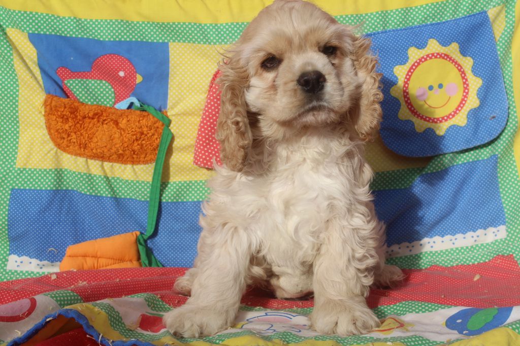 of caniland's dream - Chiot disponible  - American Cocker Spaniel