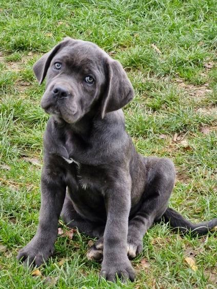 of caniland's dream - Chiot disponible  - Cane Corso