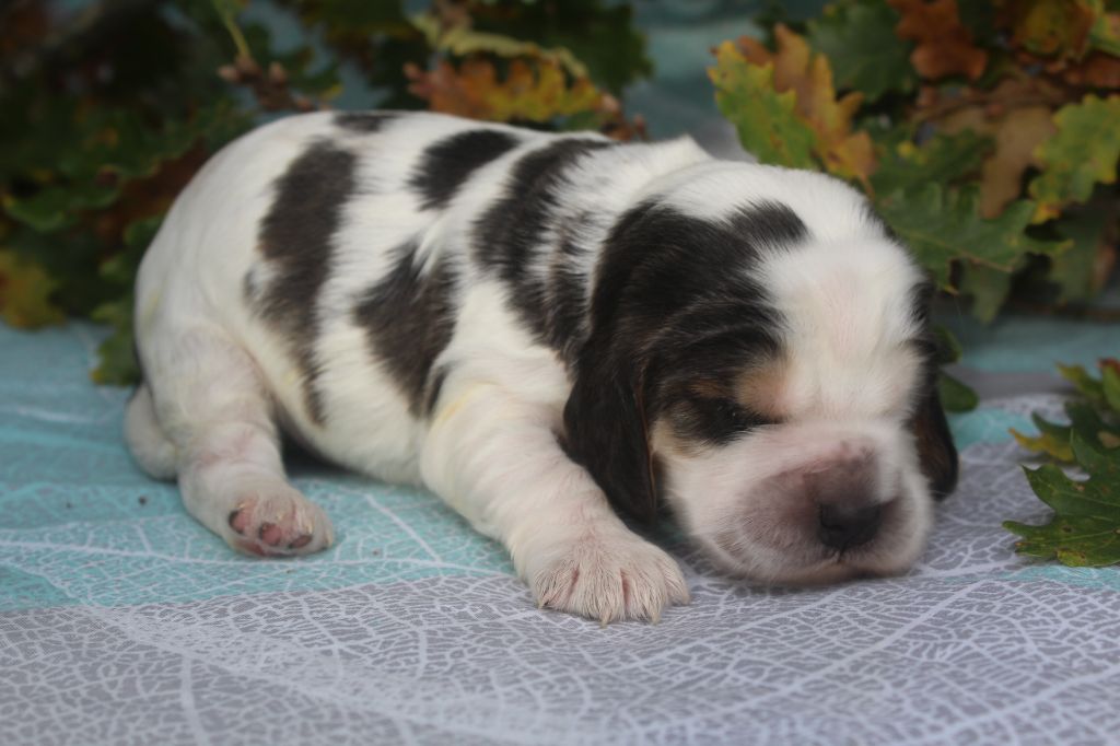 of caniland's dream - Chiot disponible  - Cocker Spaniel Anglais