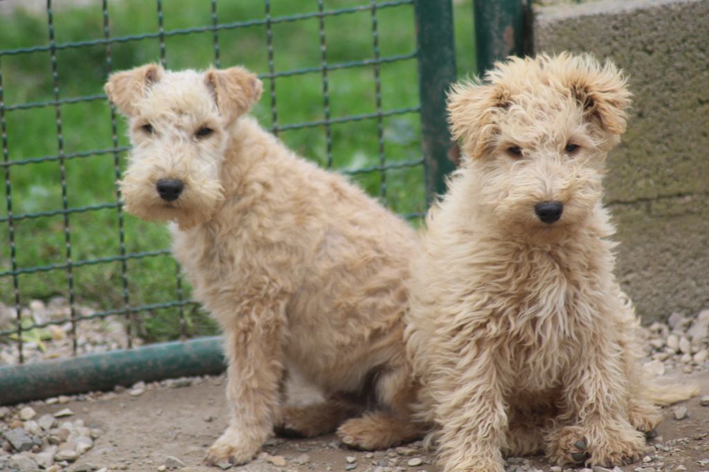 chiot Lakeland Terrier of caniland's dream