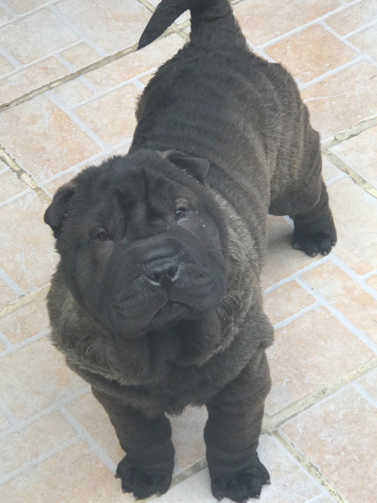 of caniland's dream - Chiot disponible  - Shar Pei