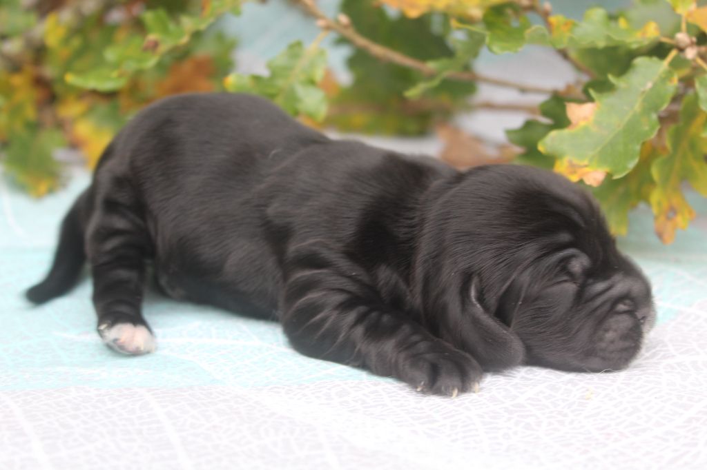 of caniland's dream - Chiot disponible  - Cocker Spaniel Anglais