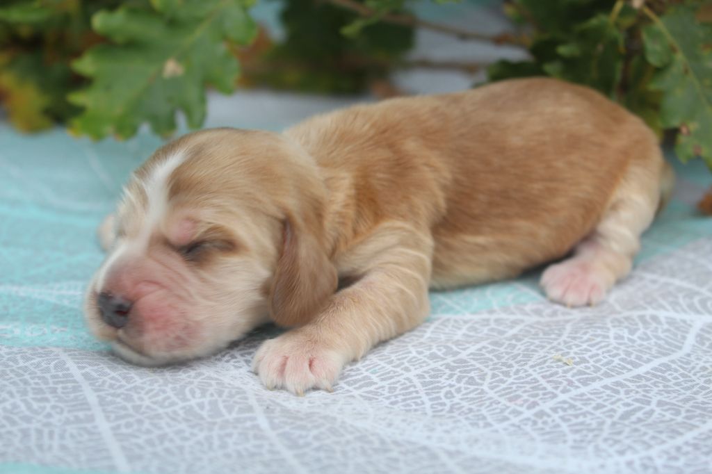 of caniland's dream - Chiot disponible  - Cocker Spaniel Anglais