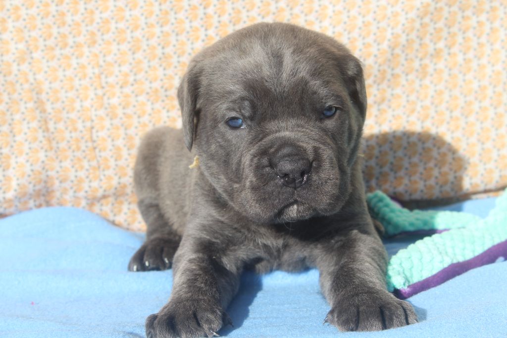 of caniland's dream - Chiot disponible  - Cane Corso