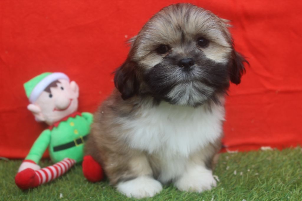 of caniland's dream - Chiot disponible  - Lhassa Apso