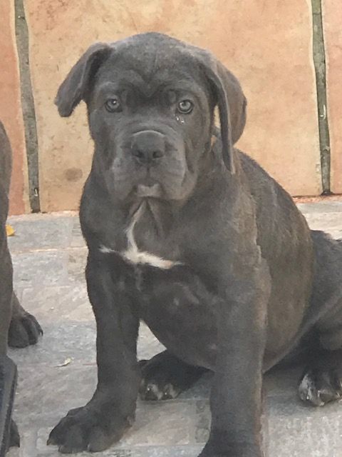 of caniland's dream - Chiot disponible  - Cane Corso