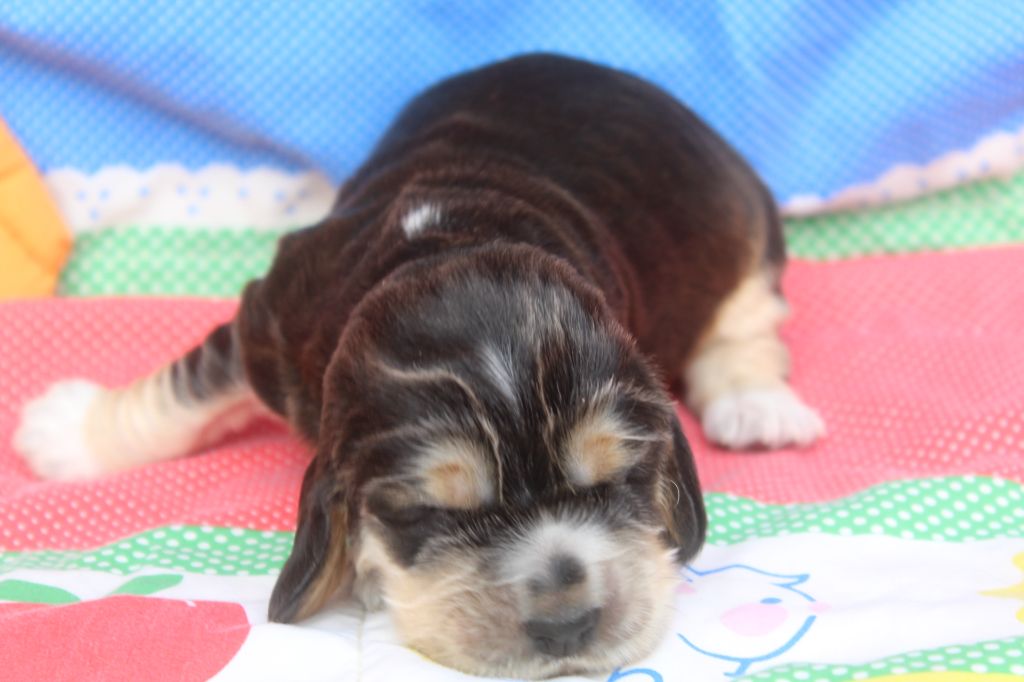 of caniland's dream - Chiot disponible  - Cocker Spaniel Anglais