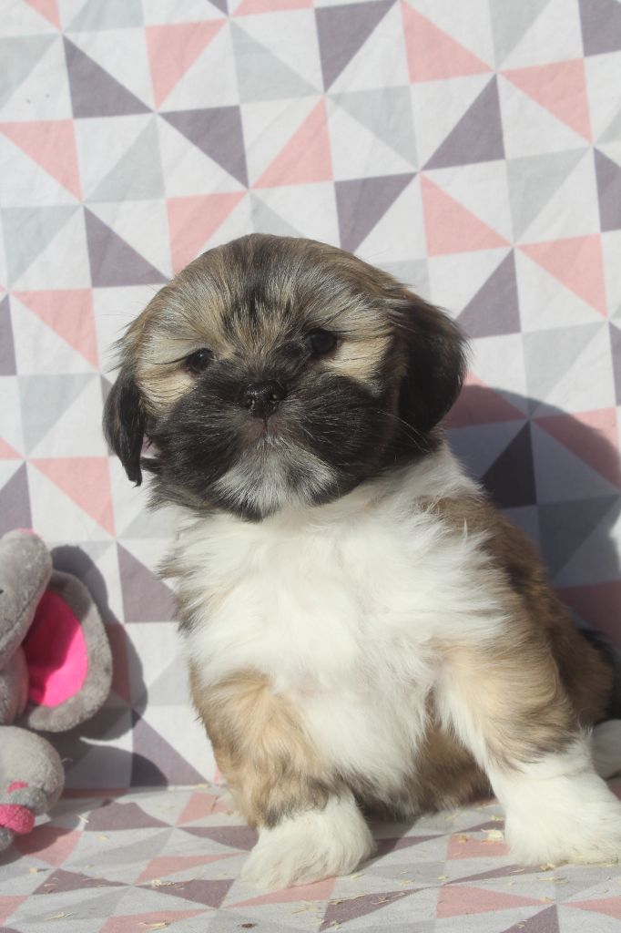 of caniland's dream - Chiot disponible  - Lhassa Apso