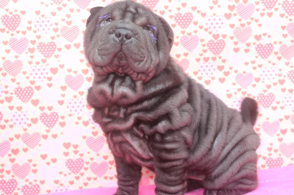 of caniland's dream - Chiot disponible  - Shar Pei