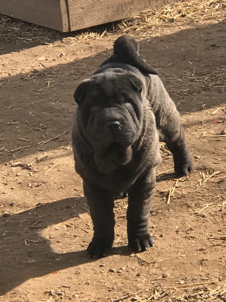 of caniland's dream - Chiot disponible  - Shar Pei