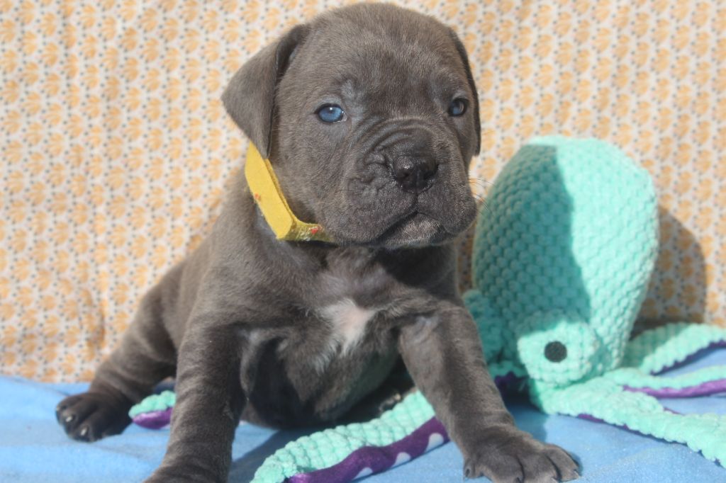 of caniland's dream - Chiot disponible  - Cane Corso