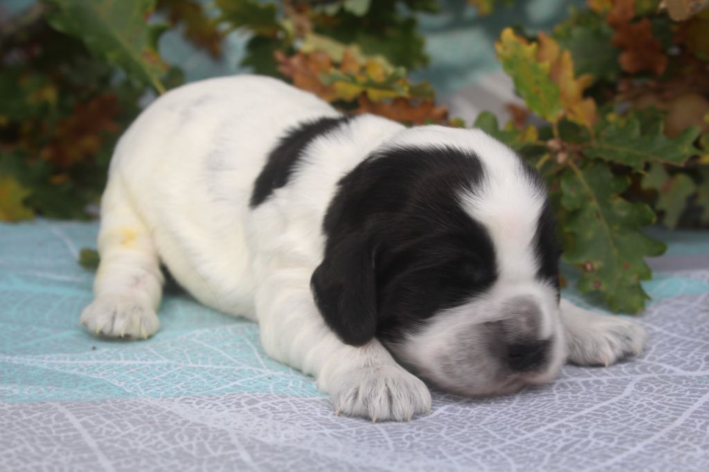 of caniland's dream - Chiot disponible  - Cocker Spaniel Anglais