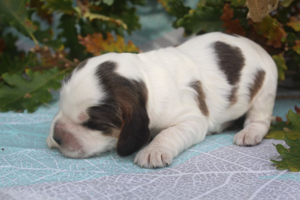 of caniland's dream - Chiot disponible  - Cocker Spaniel Anglais