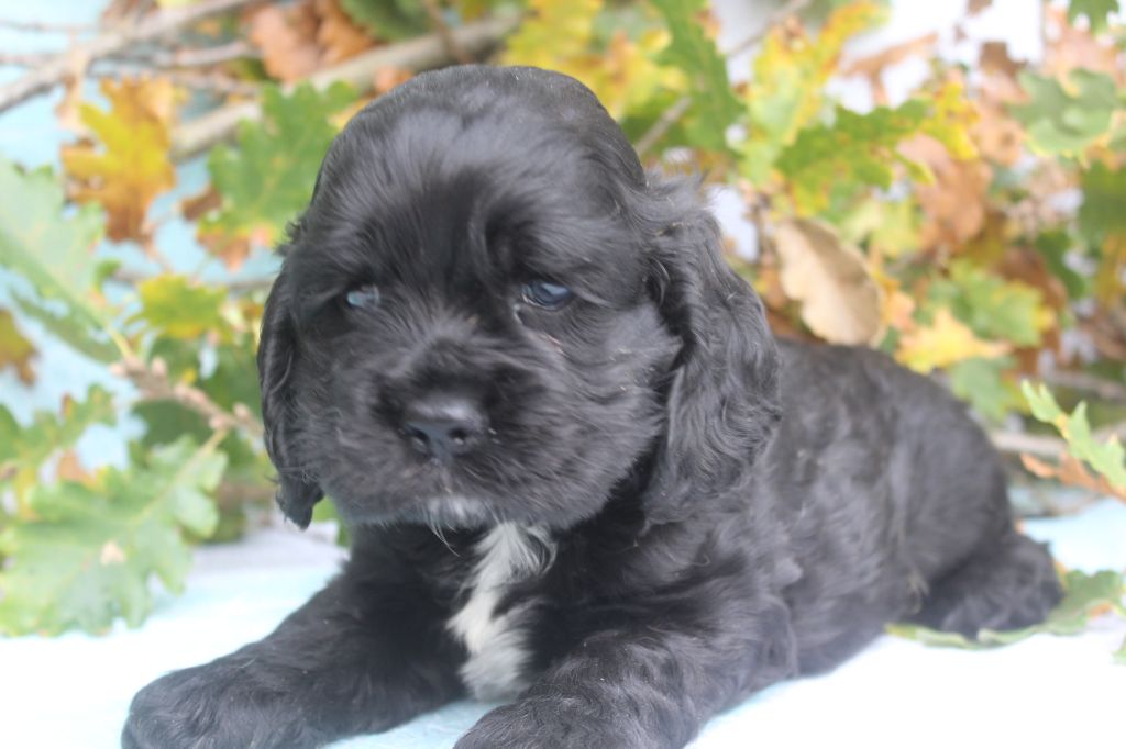 of caniland's dream - Chiot disponible  - American Cocker Spaniel