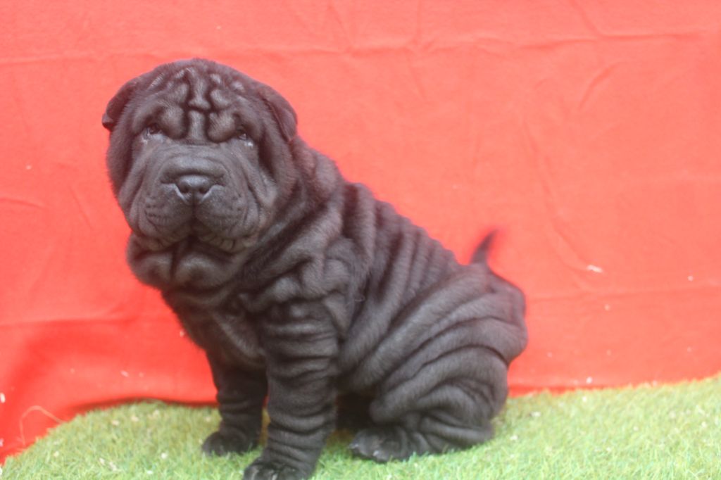 of caniland's dream - Chiot disponible  - Shar Pei