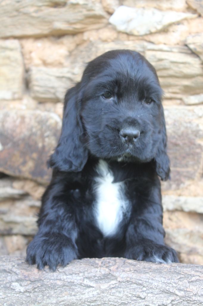 of caniland's dream - Chiot disponible  - Cocker Spaniel Anglais