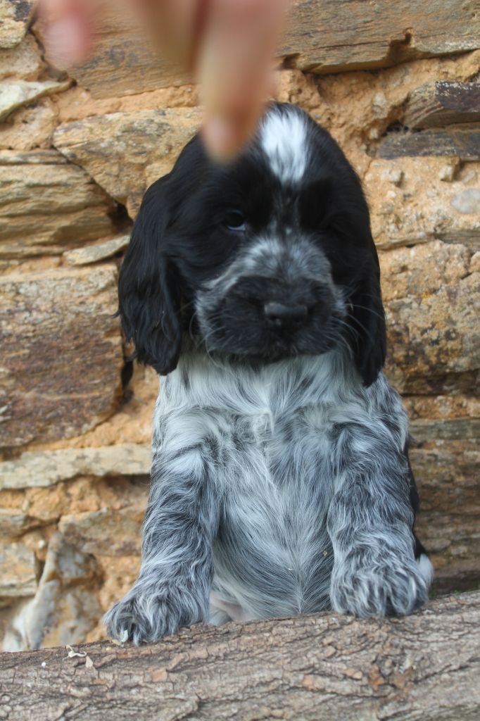 of caniland's dream - Chiot disponible  - Cocker Spaniel Anglais