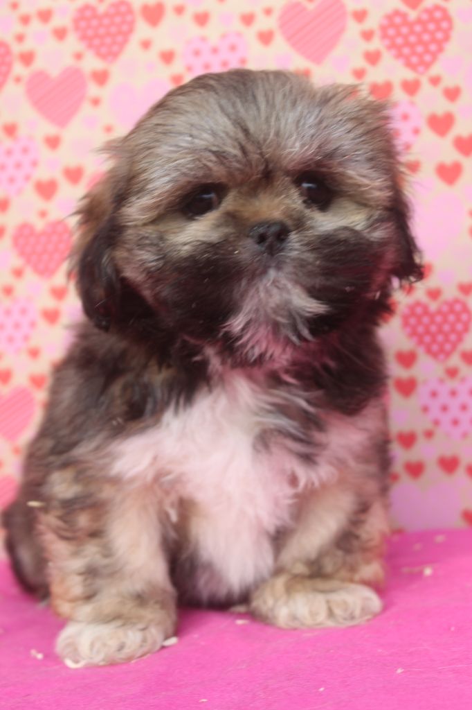 of caniland's dream - Chiot disponible  - Lhassa Apso