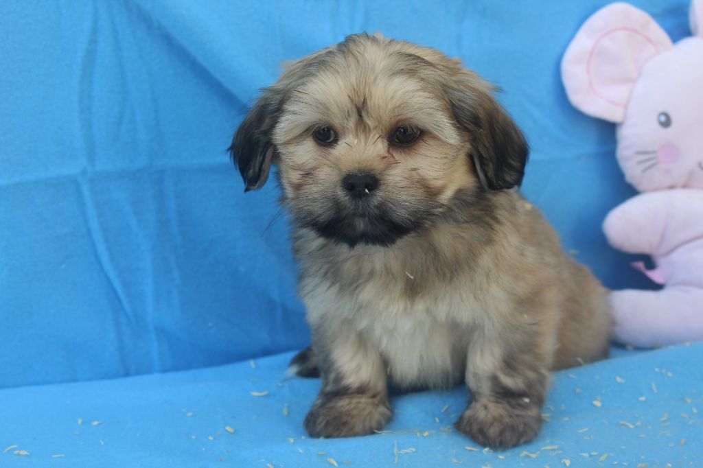 of caniland's dream - Chiot disponible  - Lhassa Apso