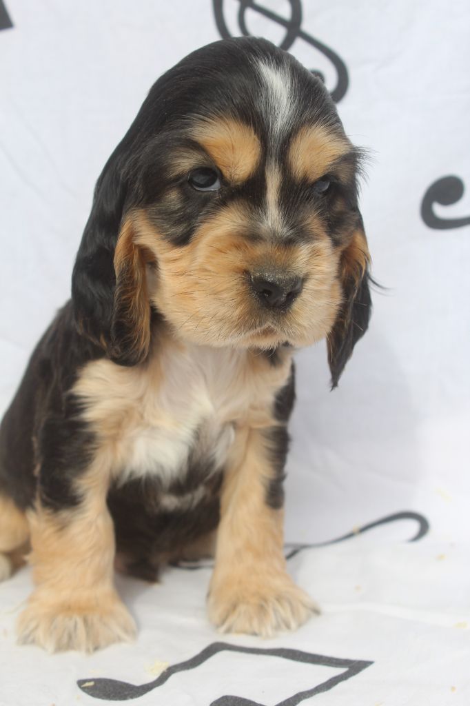 of caniland's dream - Chiot disponible  - Cocker Spaniel Anglais