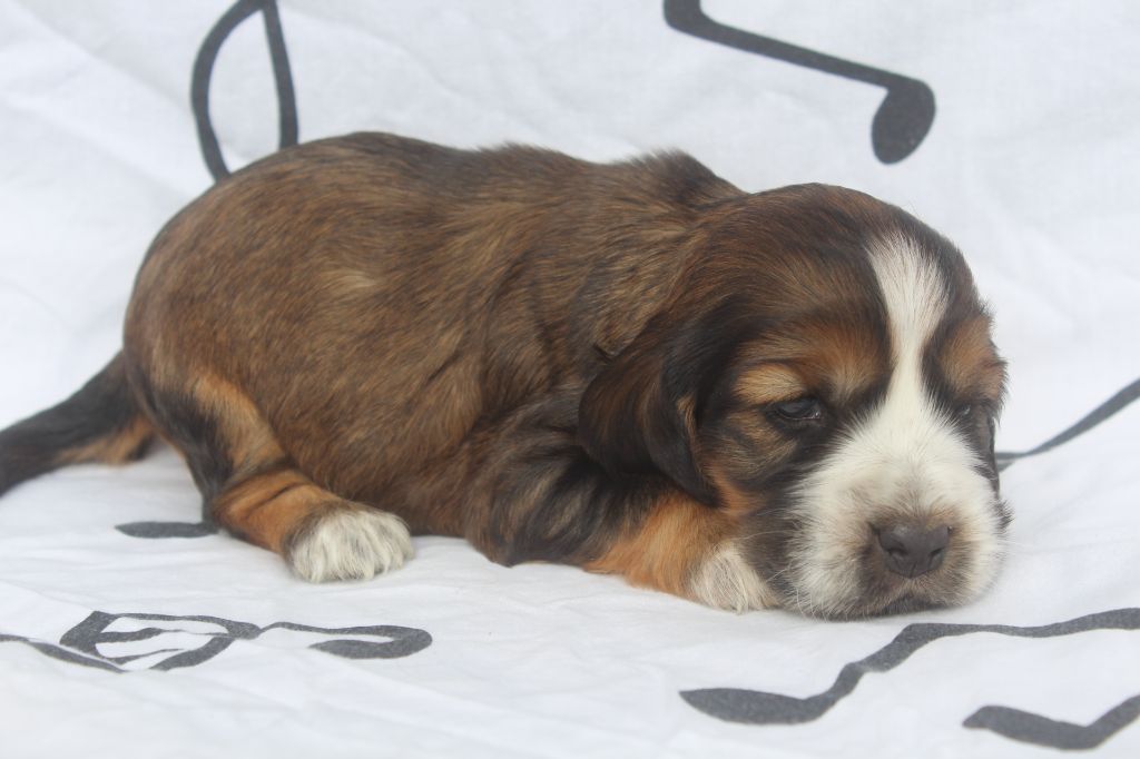 of caniland's dream - Chiot disponible  - Cocker Spaniel Anglais