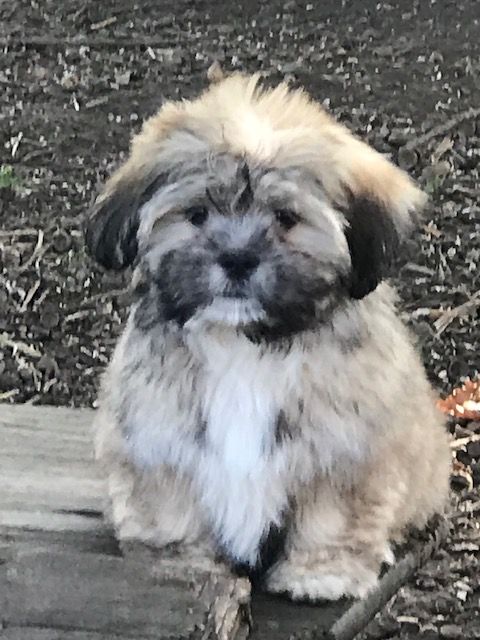 of caniland's dream - Chiot disponible  - Lhassa Apso