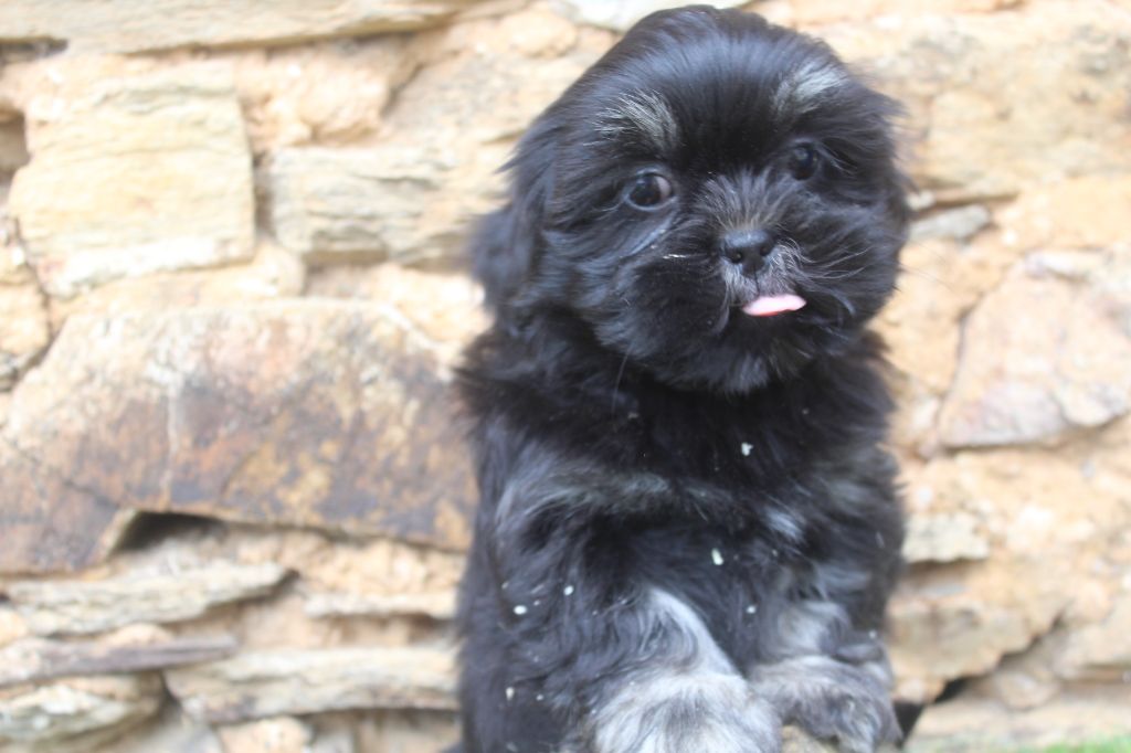 of caniland's dream - Chiot disponible  - Lhassa Apso