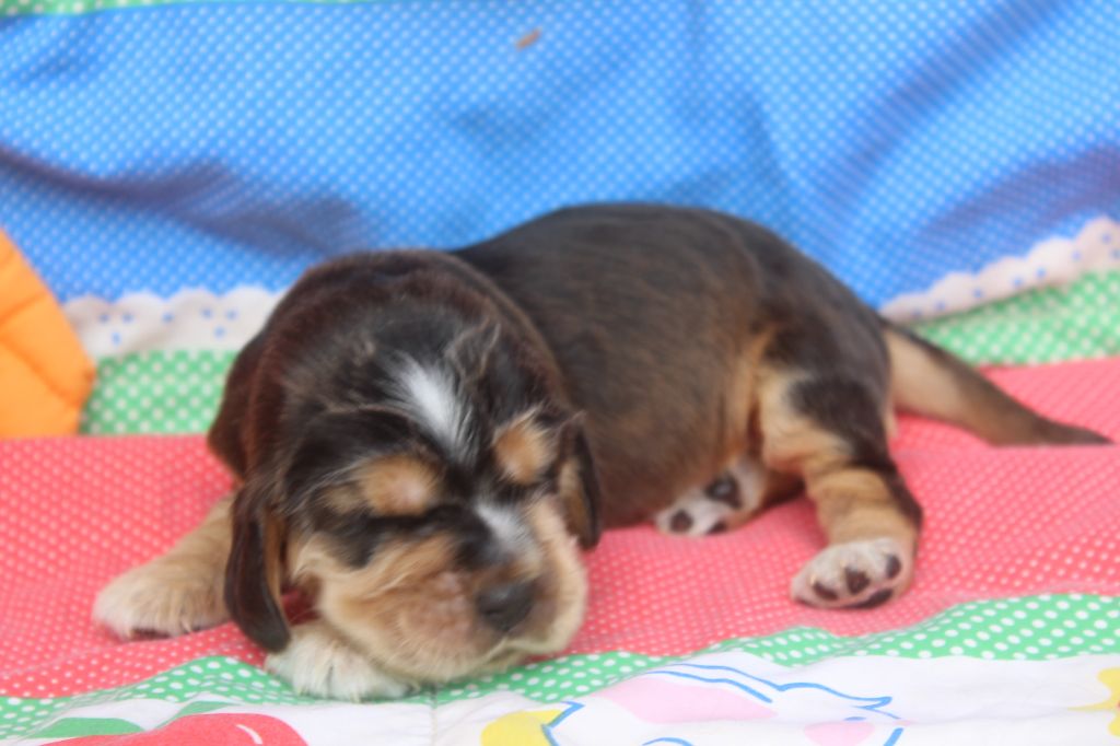 of caniland's dream - Chiot disponible  - Cocker Spaniel Anglais