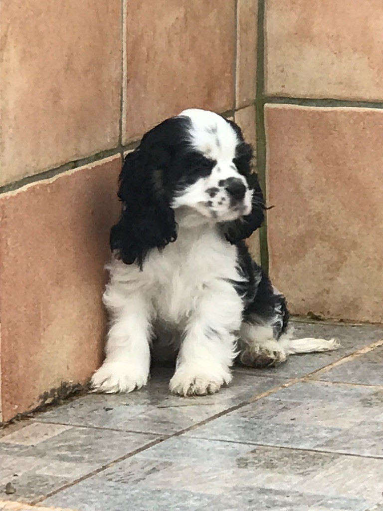 of caniland's dream - Chiot disponible  - American Cocker Spaniel