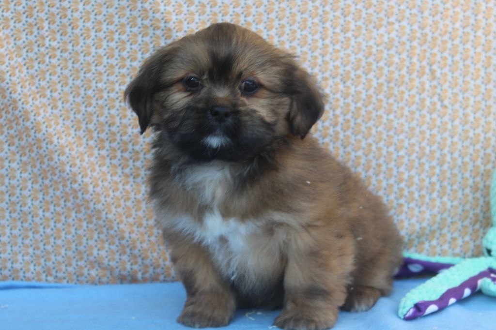 of caniland's dream - Chiot disponible  - Lhassa Apso