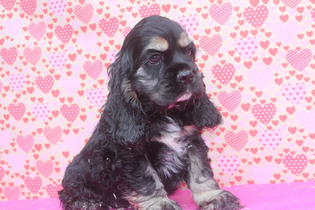 of caniland's dream - Chiot disponible  - American Cocker Spaniel