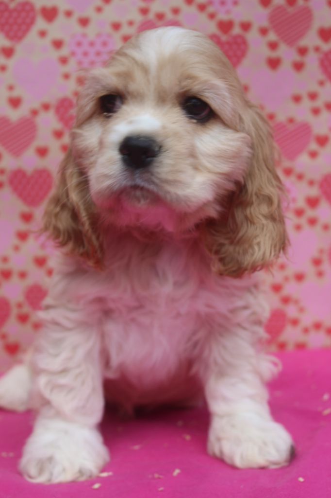 of caniland's dream - Chiot disponible  - American Cocker Spaniel