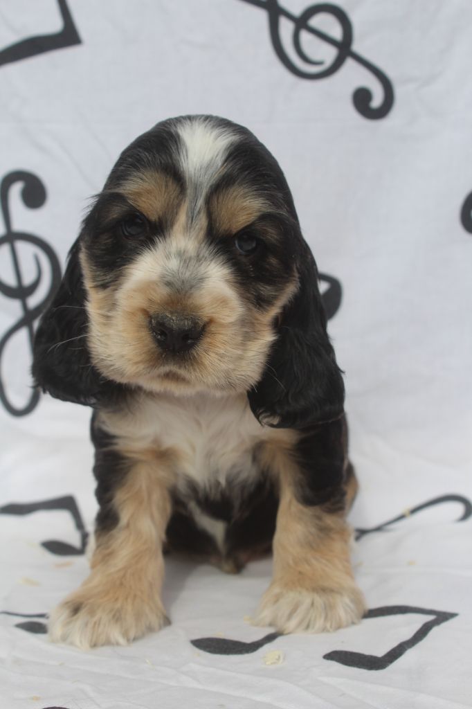 of caniland's dream - Chiot disponible  - Cocker Spaniel Anglais