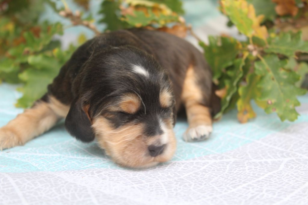 of caniland's dream - Chiot disponible  - Cocker Spaniel Anglais